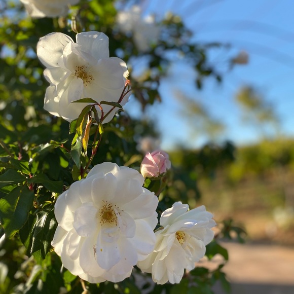 Meet your Posher, Erica - Picture 4 of 8